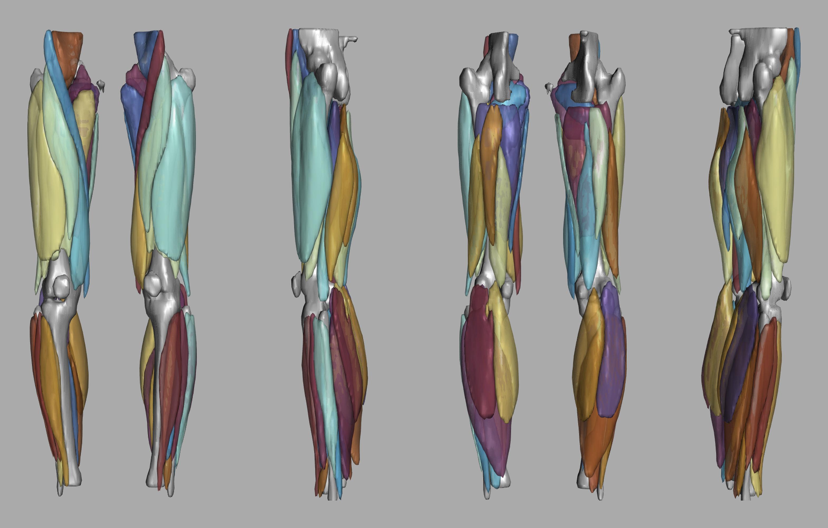 3D render of automated muscle segmentation labels generated using a CNN UNET.